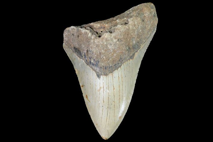 Bargain, Fossil Megalodon Tooth - North Carolina #91610